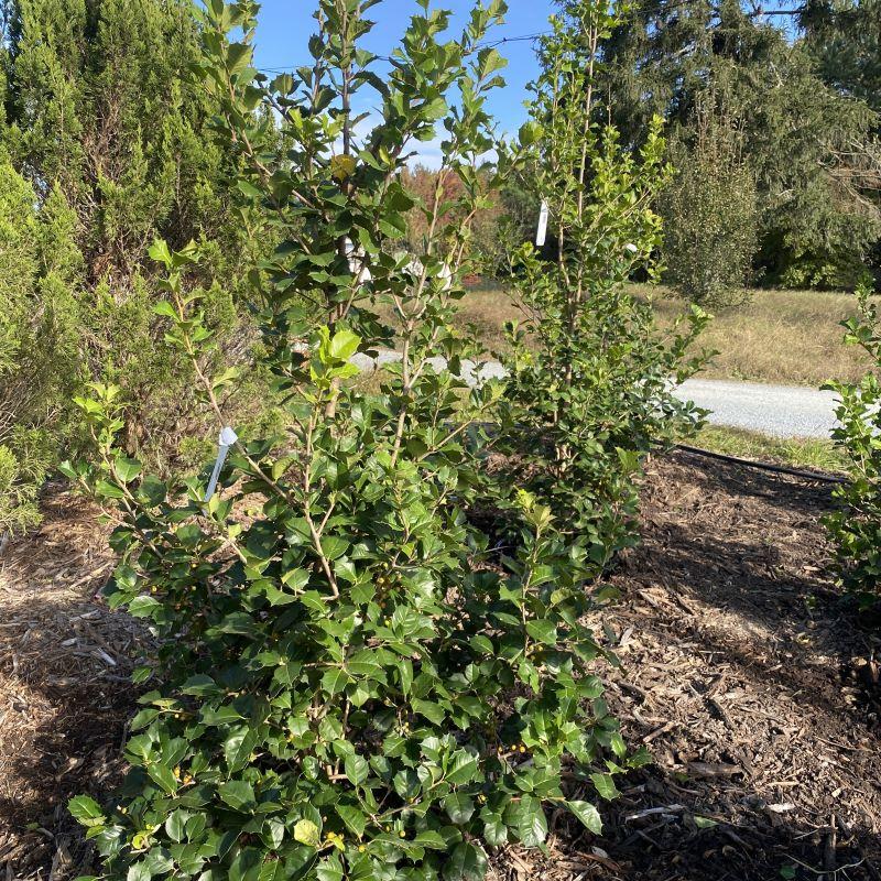 Ilex Opaca 'satyr Hill' - View 22 from www redcrocus com