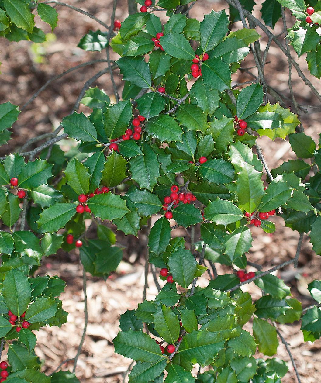 Ilex Opaca 'satyr Hill' - View 28 from www redcrocus com