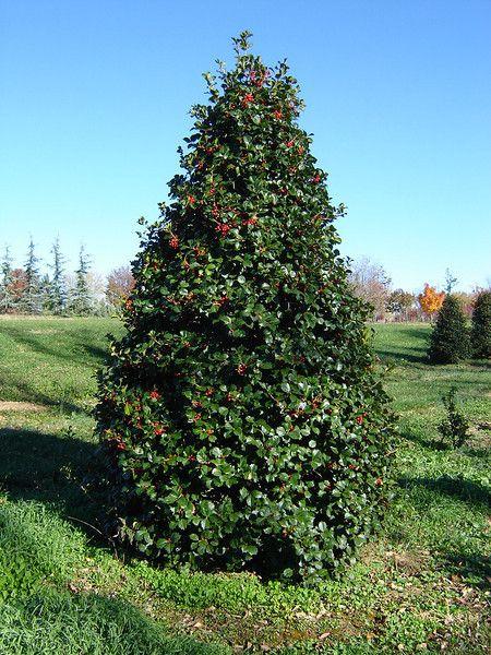 Ilex Opaca 'satyr Hill' - View 2 from www redcrocus com
