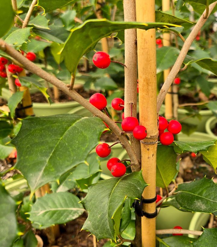 Ilex Opaca 'satyr Hill' - View 30 from www redcrocus com