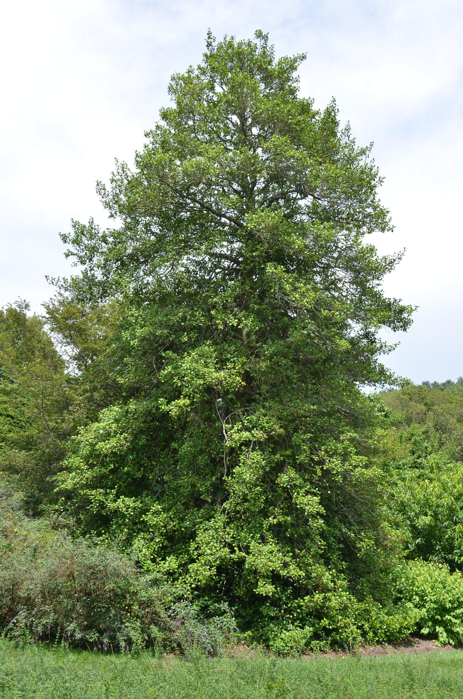 Ilex Opaca 'satyr Hill' - View 31 from www redcrocus com
