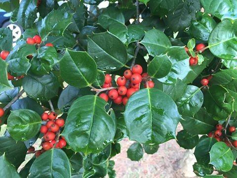 Ilex Opaca 'satyr Hill' - View 36 from www redcrocus com