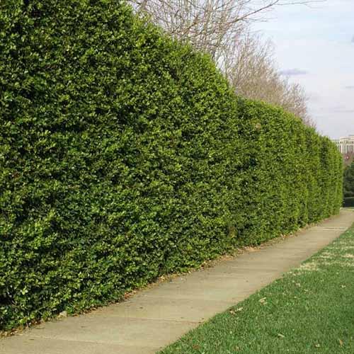 Ilex Opaca 'satyr Hill' - View 37 from www redcrocus com
