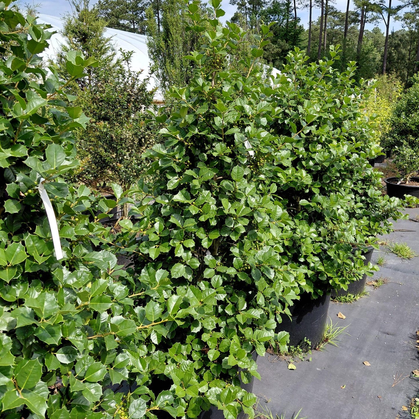 Ilex Opaca 'satyr Hill' - View 40 from www redcrocus com