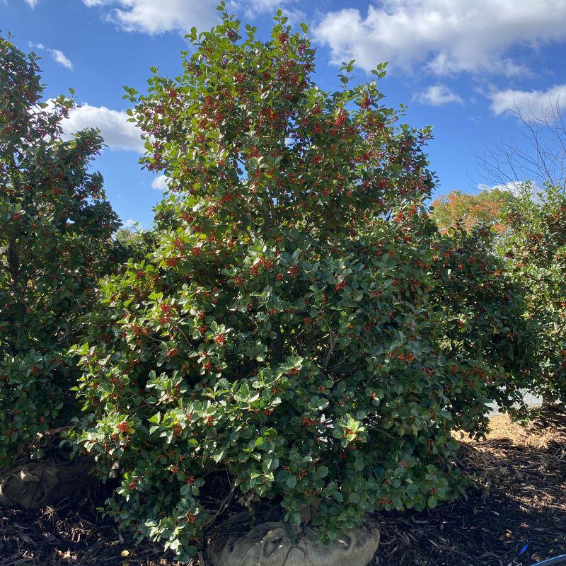 Ilex Opaca 'satyr Hill' - View 7 from www redcrocus com