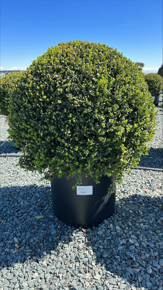 Buxus Microphylla 'green Beauty' - View 12 from www redcrocus com