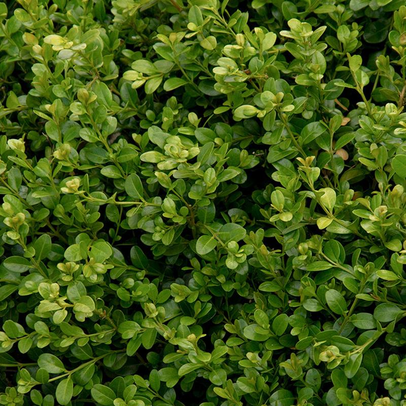 Buxus Microphylla 'green Beauty' - View 14 from www redcrocus com