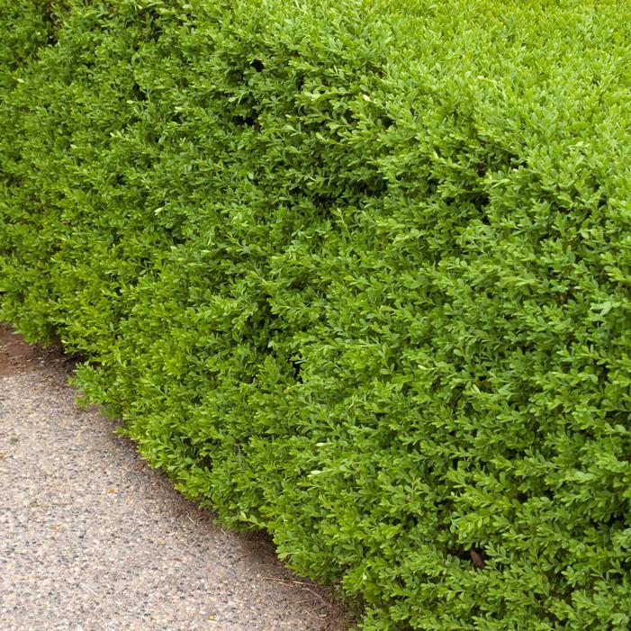 Buxus Microphylla 'green Beauty' - View 31 from www redcrocus com