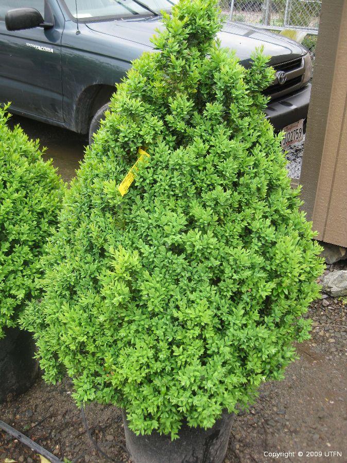 Buxus Microphylla 'green Mountain' Pyramid - View 11 from www redcrocus com