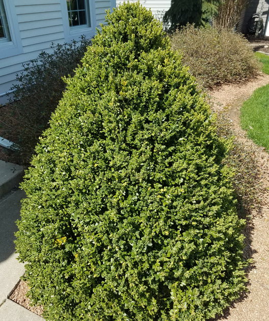 Buxus Microphylla 'green Mountain' Pyramid - View 12 from www redcrocus com