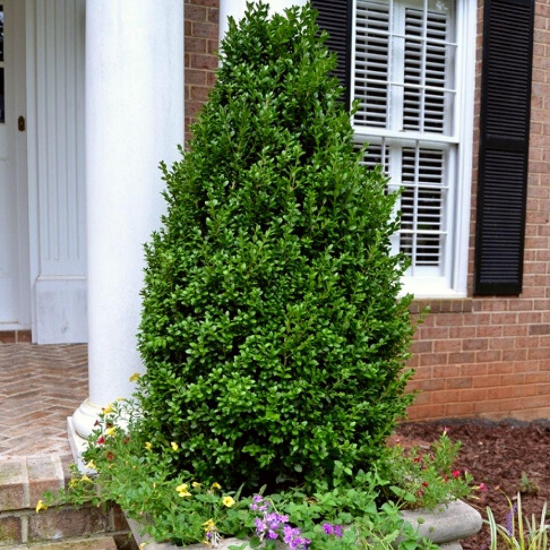 Buxus Microphylla 'green Mountain' Pyramid - View 13 from www redcrocus com