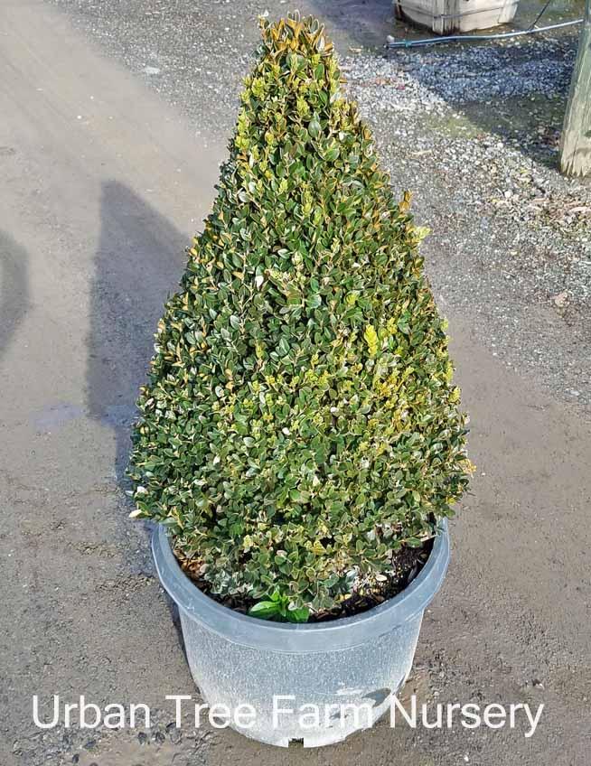 Buxus Microphylla 'green Mountain' Pyramid - View 14 from www redcrocus com