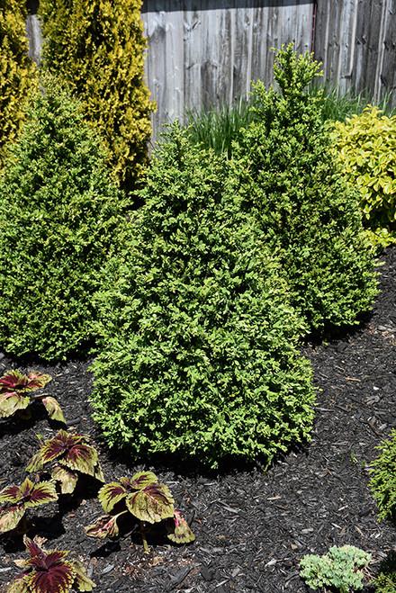 Buxus Microphylla 'green Mountain' Pyramid - View 16 from www redcrocus com