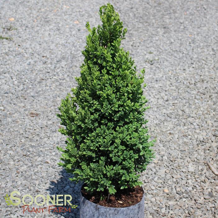 Buxus Microphylla 'green Mountain' Pyramid - View 20 from www redcrocus com