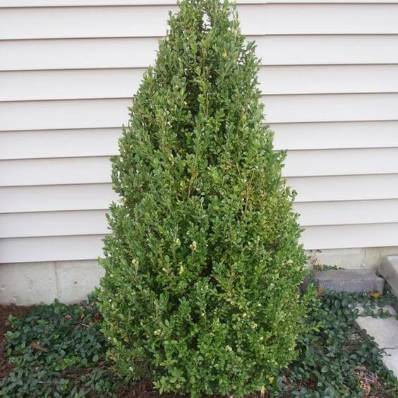 Buxus Microphylla 'green Mountain' Pyramid - View 22 from www redcrocus com