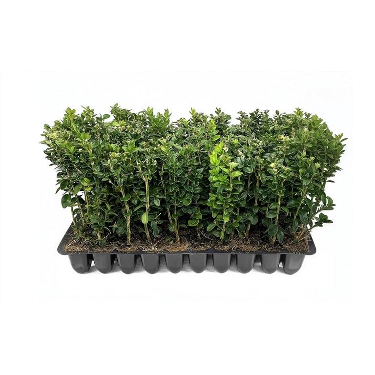 Buxus Microphylla 'green Mountain' Pyramid - View 26 from www redcrocus com