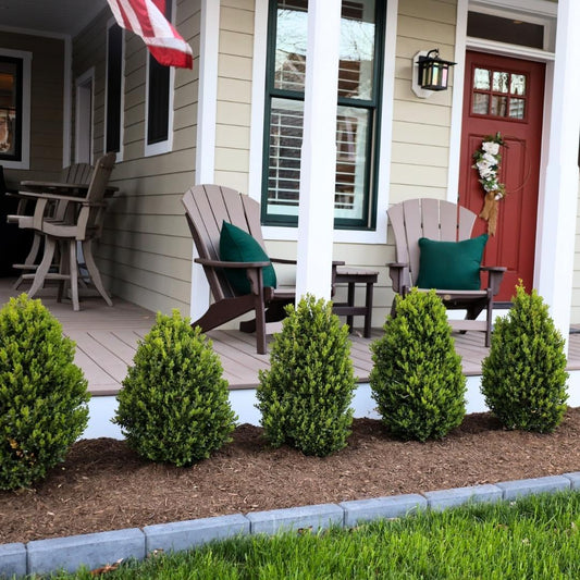 Buxus Microphylla 'green Mountain' Pyramid - View 29 from www redcrocus com