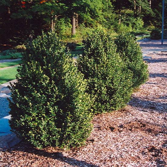 Buxus Microphylla 'green Mountain' Pyramid - View 2 from www redcrocus com