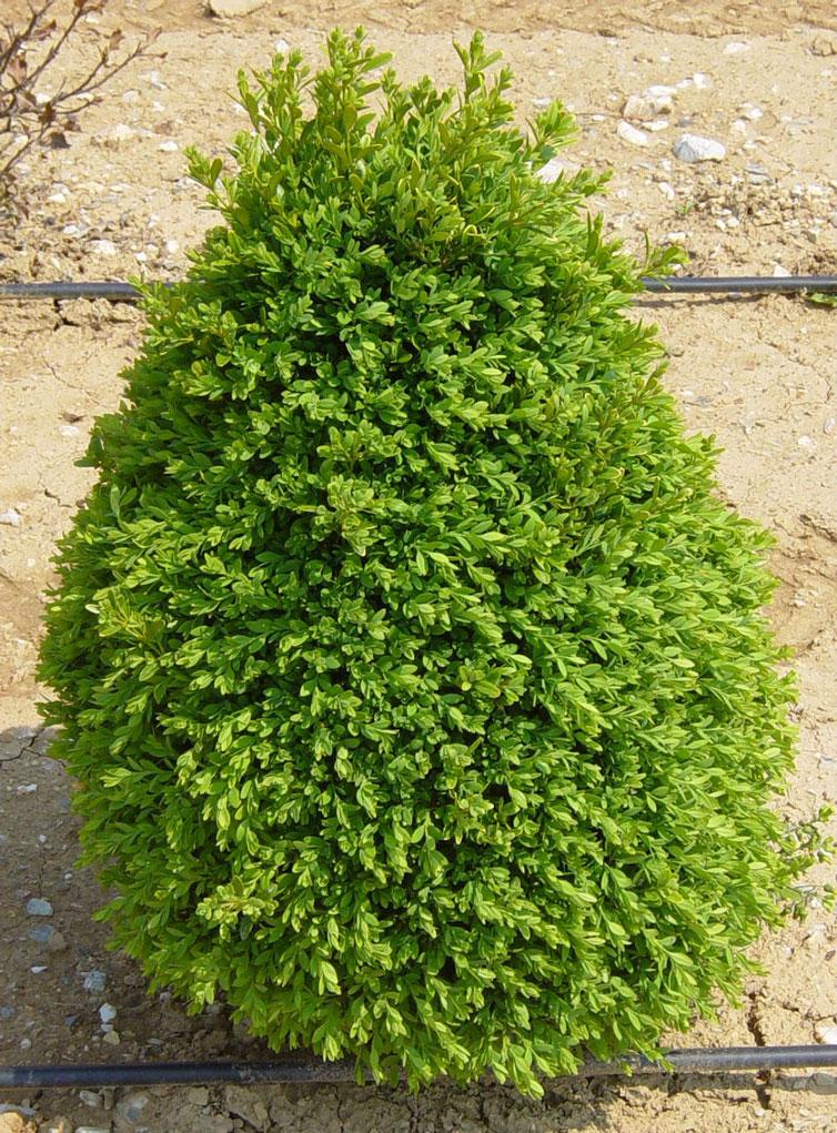 Buxus Microphylla 'green Mountain' Pyramid - View 30 from www redcrocus com