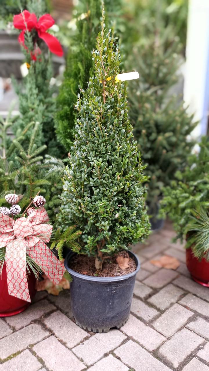 Buxus Microphylla 'green Mountain' Pyramid - View 31 from www redcrocus com