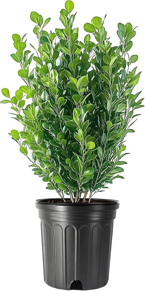 Buxus Microphylla 'green Mountain' Pyramid - View 35 from www redcrocus com