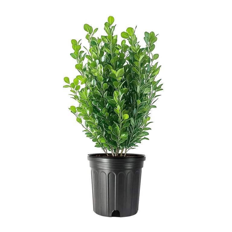 Buxus Microphylla 'green Mountain' Pyramid - View 37 from www redcrocus com