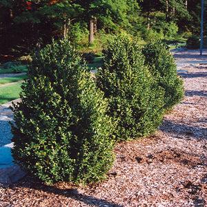 Buxus Microphylla 'green Mountain' Pyramid - View 3 from www redcrocus com