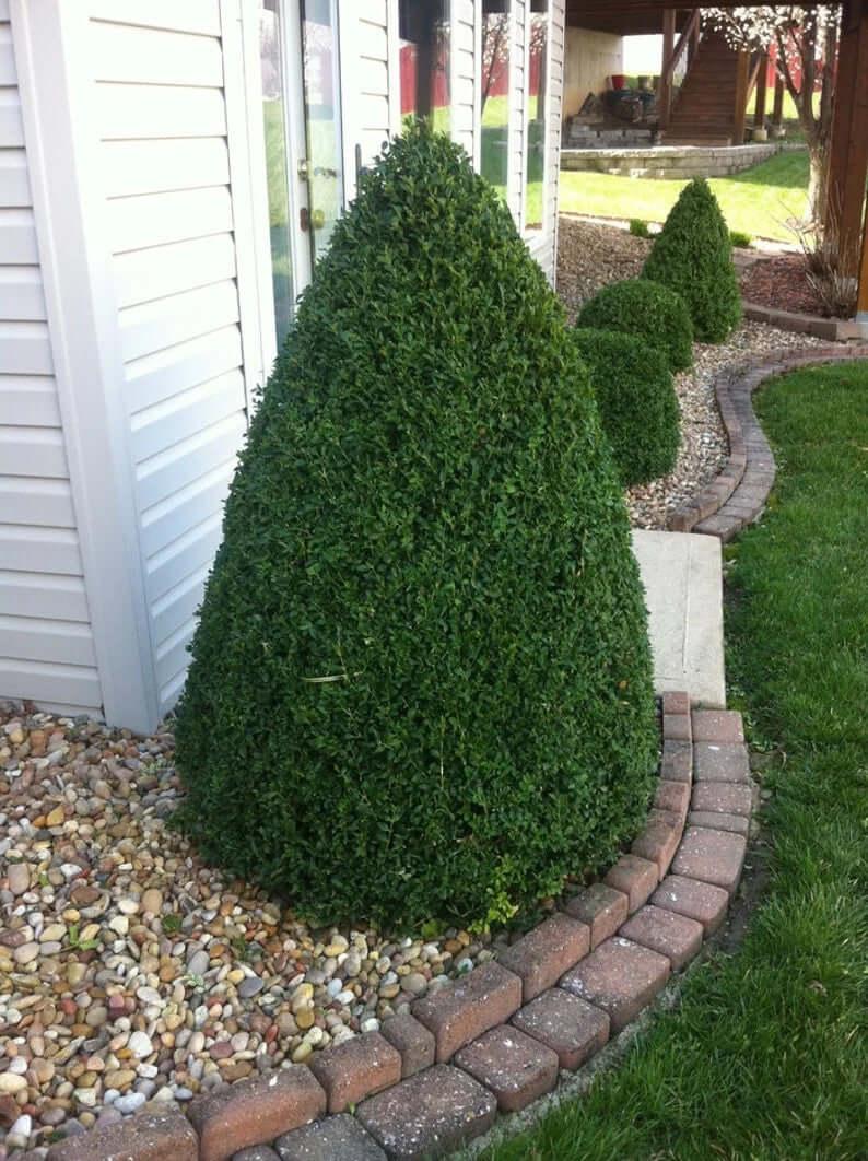 Buxus Microphylla 'green Mountain' Pyramid - View 4 from www redcrocus com