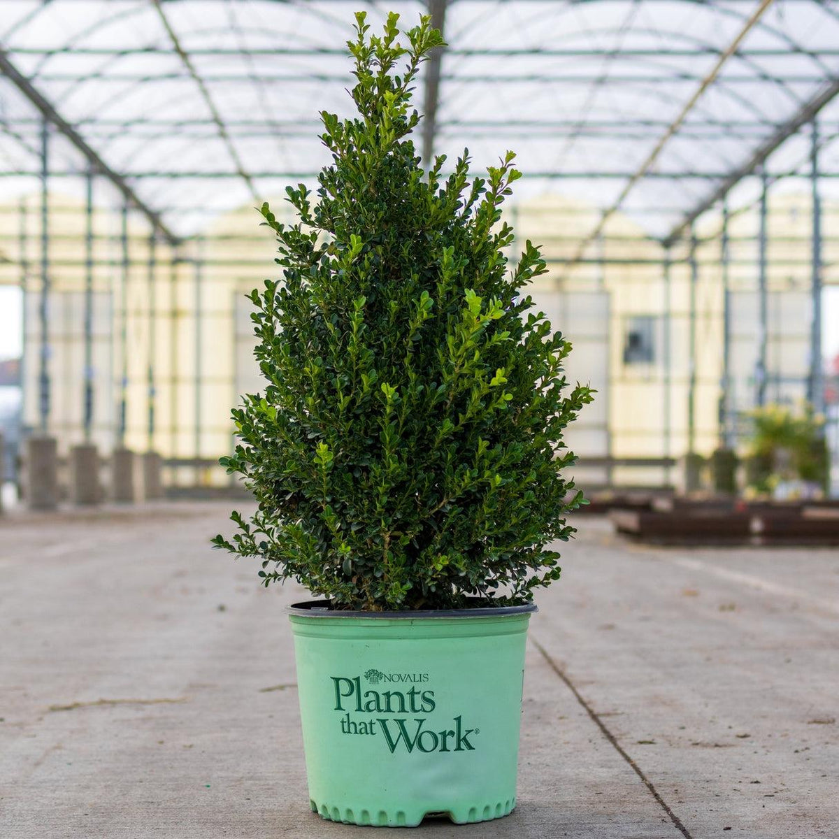 Buxus X 'cranberry Creek' - View 5 from www redcrocus com