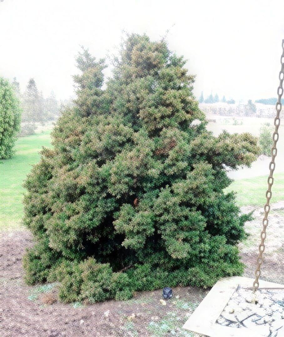 Chamaecyparis Obtusa 'verkade's Golden' - View 10 from www redcrocus com