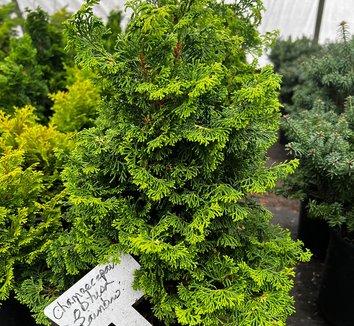 Chamaecyparis Obtusa 'verkade's Golden' - View 1 from www redcrocus com