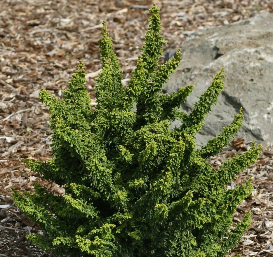 Chamaecyparis Obtusa 'verkade's Golden' - View 2 from www redcrocus com