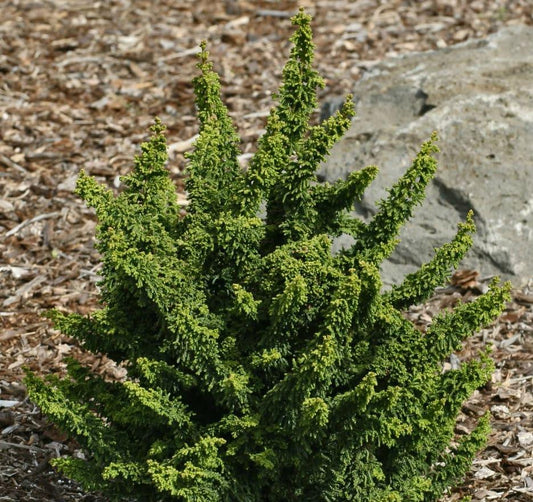 Chamaecyparis Obtusa 'verkade's Golden' - View 2 from www redcrocus com