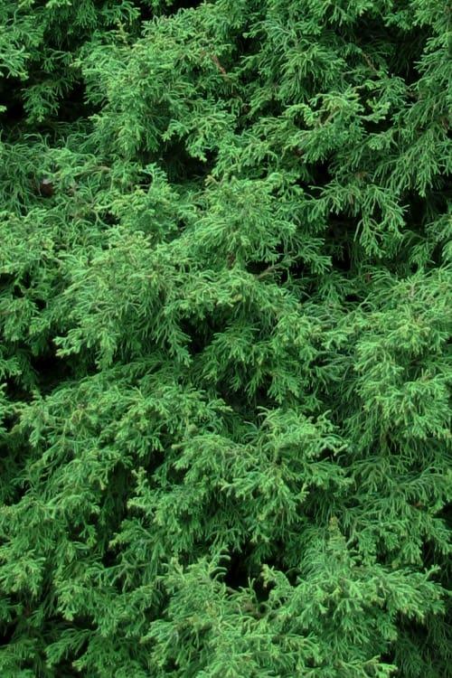 Chamaecyparis Obtusa 'verkade's Golden' - View 3 from www redcrocus com
