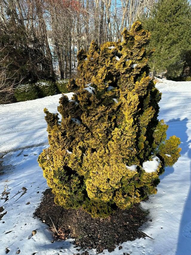 Chamaecyparis Obtusa 'verkade's Golden' - View 5 from www redcrocus com