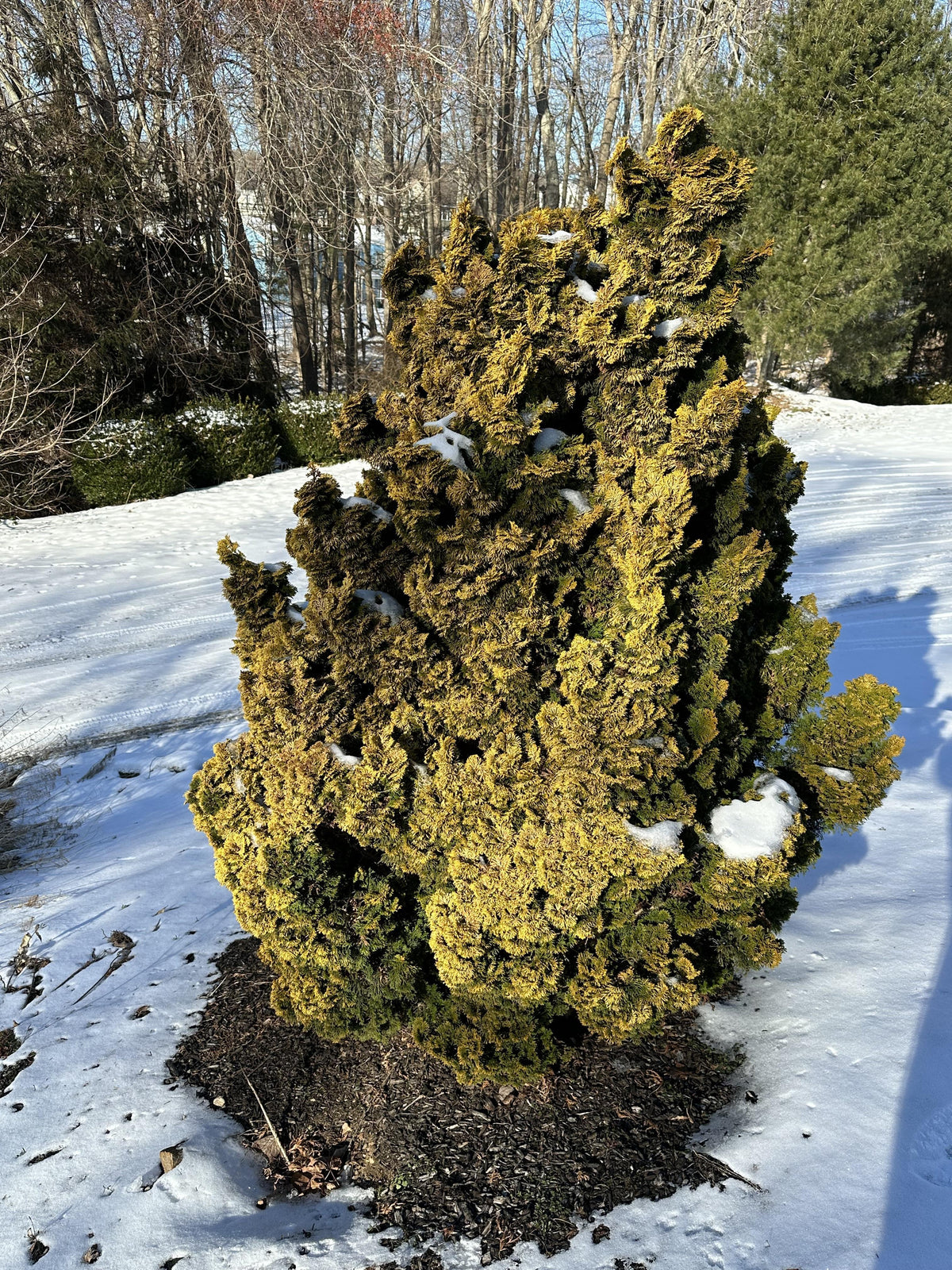 Chamaecyparis Obtusa 'verkade's Golden' - View 7 from www redcrocus com
