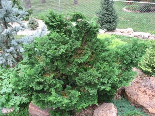 Chamaecyparis Obtusa 'verkade's Golden' - View 8 from www redcrocus com