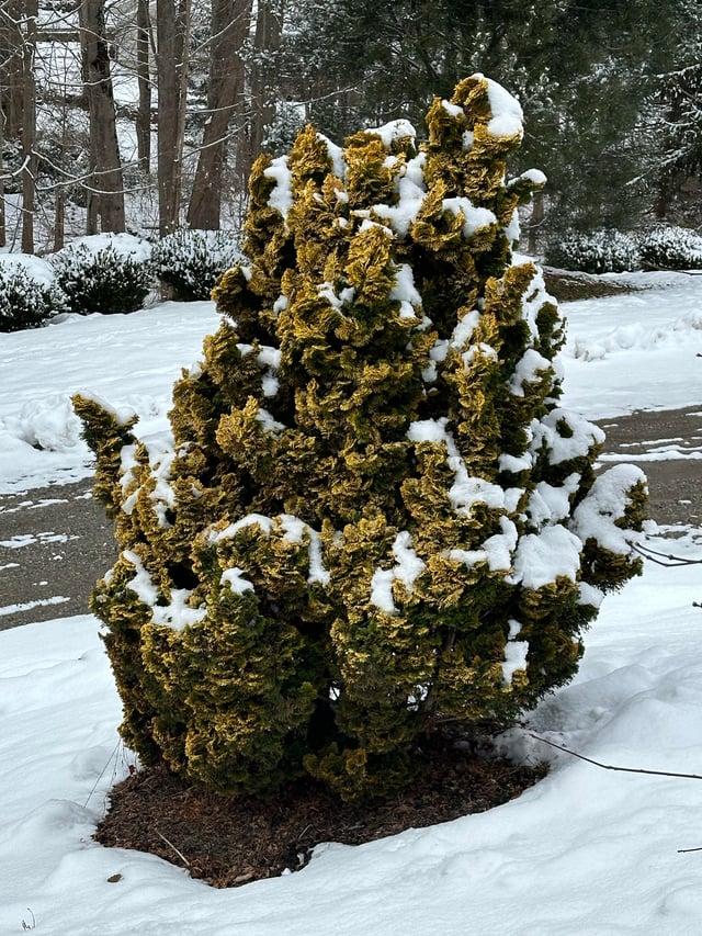 Chamaecyparis Obtusa 'verkade's Golden' - View 9 from www redcrocus com