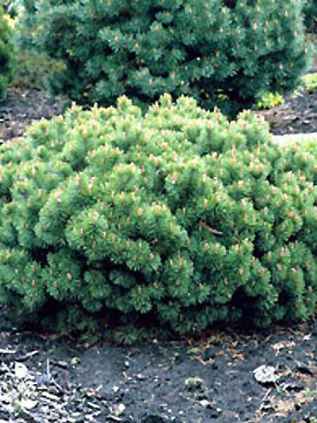 Pinus Mugo 'hesse' - View 10 from www redcrocus com