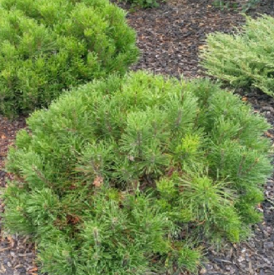 Pinus Mugo 'hesse' - View 11 from www redcrocus com