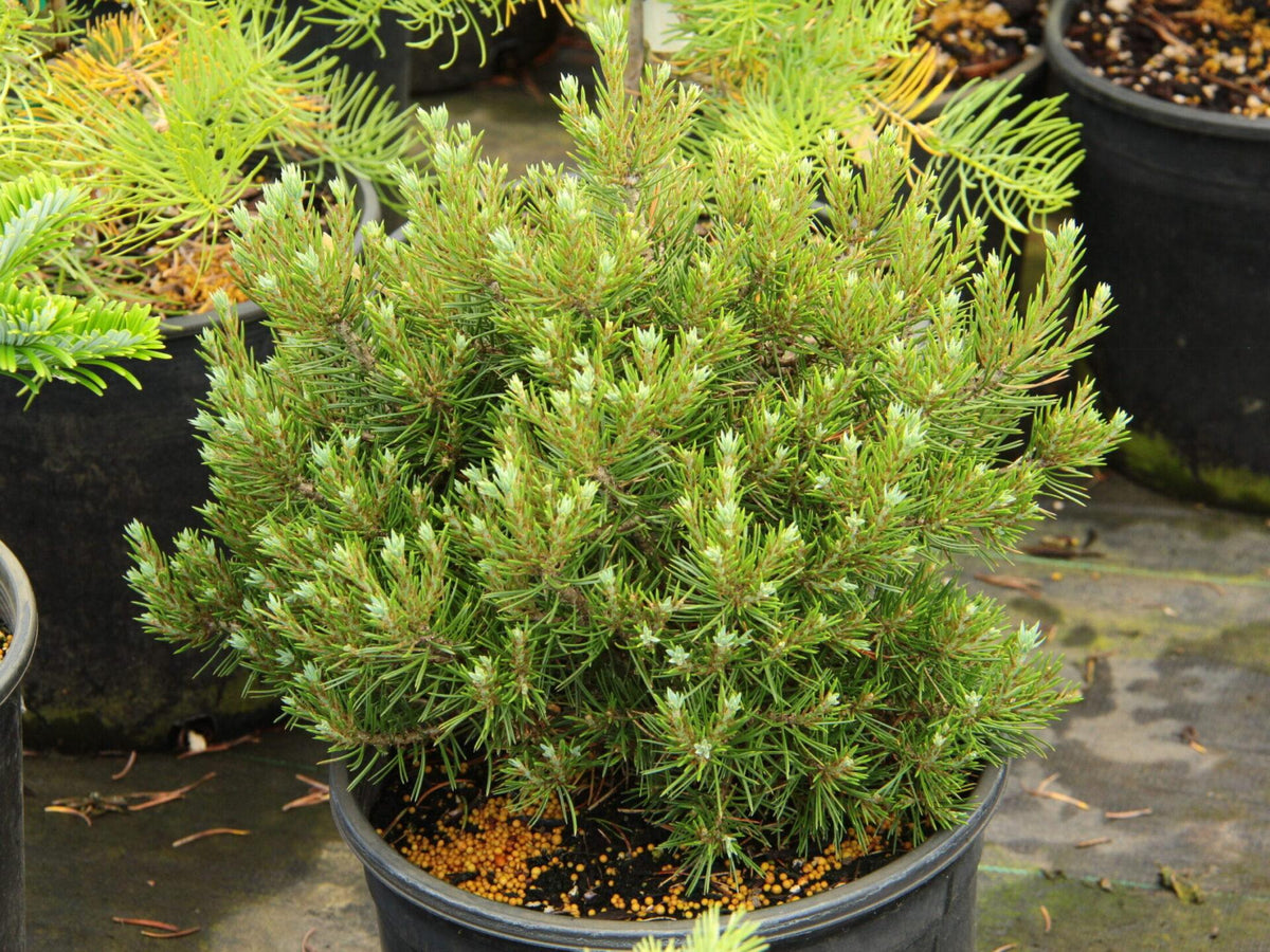 Pinus Mugo 'hesse' - View 16 from www redcrocus com