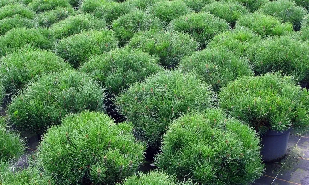 Pinus Mugo 'hesse' - View 17 from www redcrocus com