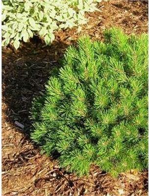 Pinus Mugo 'hesse' - View 21 from www redcrocus com