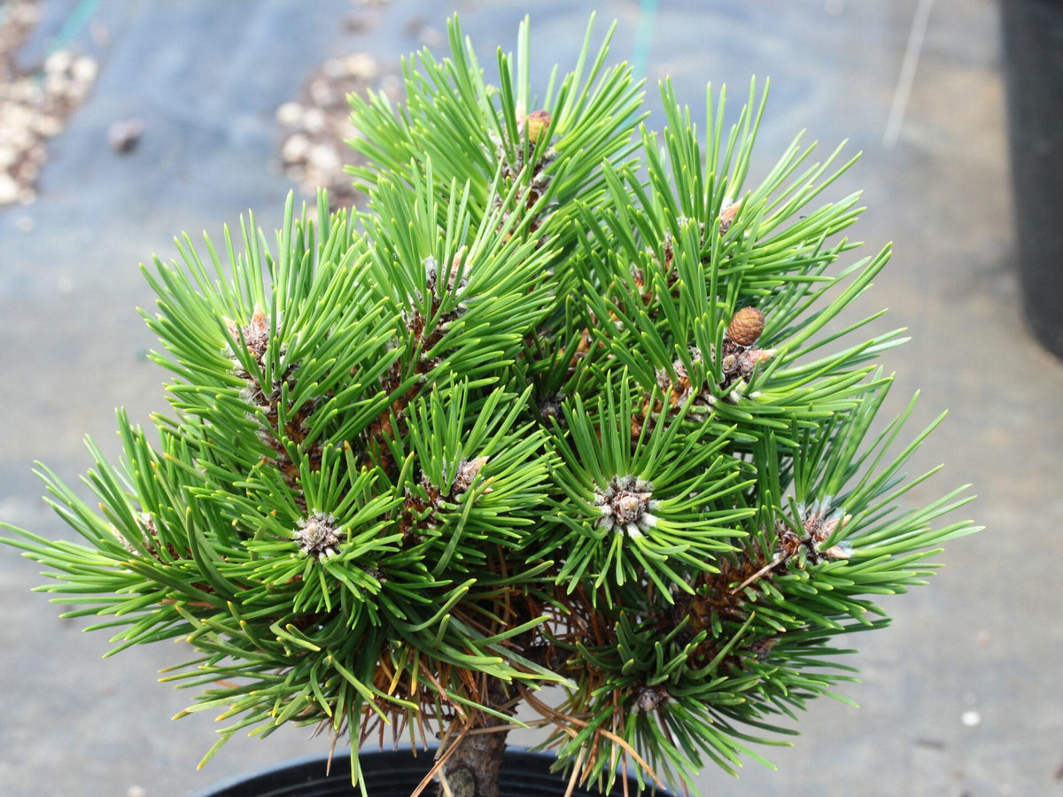Pinus Mugo 'hesse' - View 22 from www redcrocus com