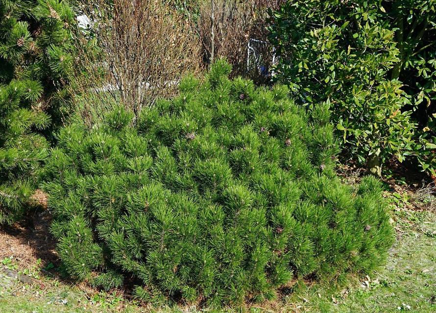 Pinus Mugo 'hesse' - View 26 from www redcrocus com