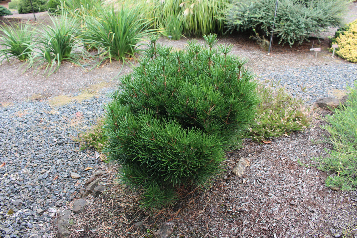Pinus Mugo 'hesse' - View 27 from www redcrocus com