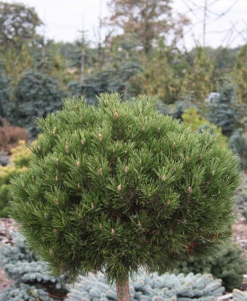 Pinus Mugo 'hesse' - View 28 from www redcrocus com
