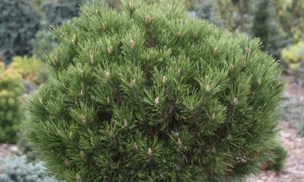 Pinus Mugo 'hesse' - View 3 from www redcrocus com