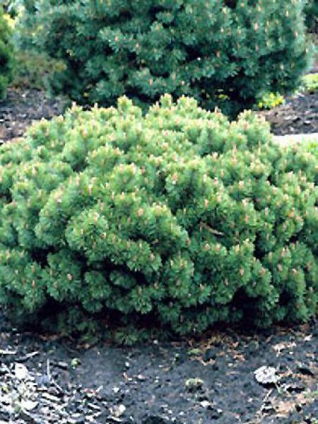 Pinus Mugo 'hesse' - View 6 from www redcrocus com