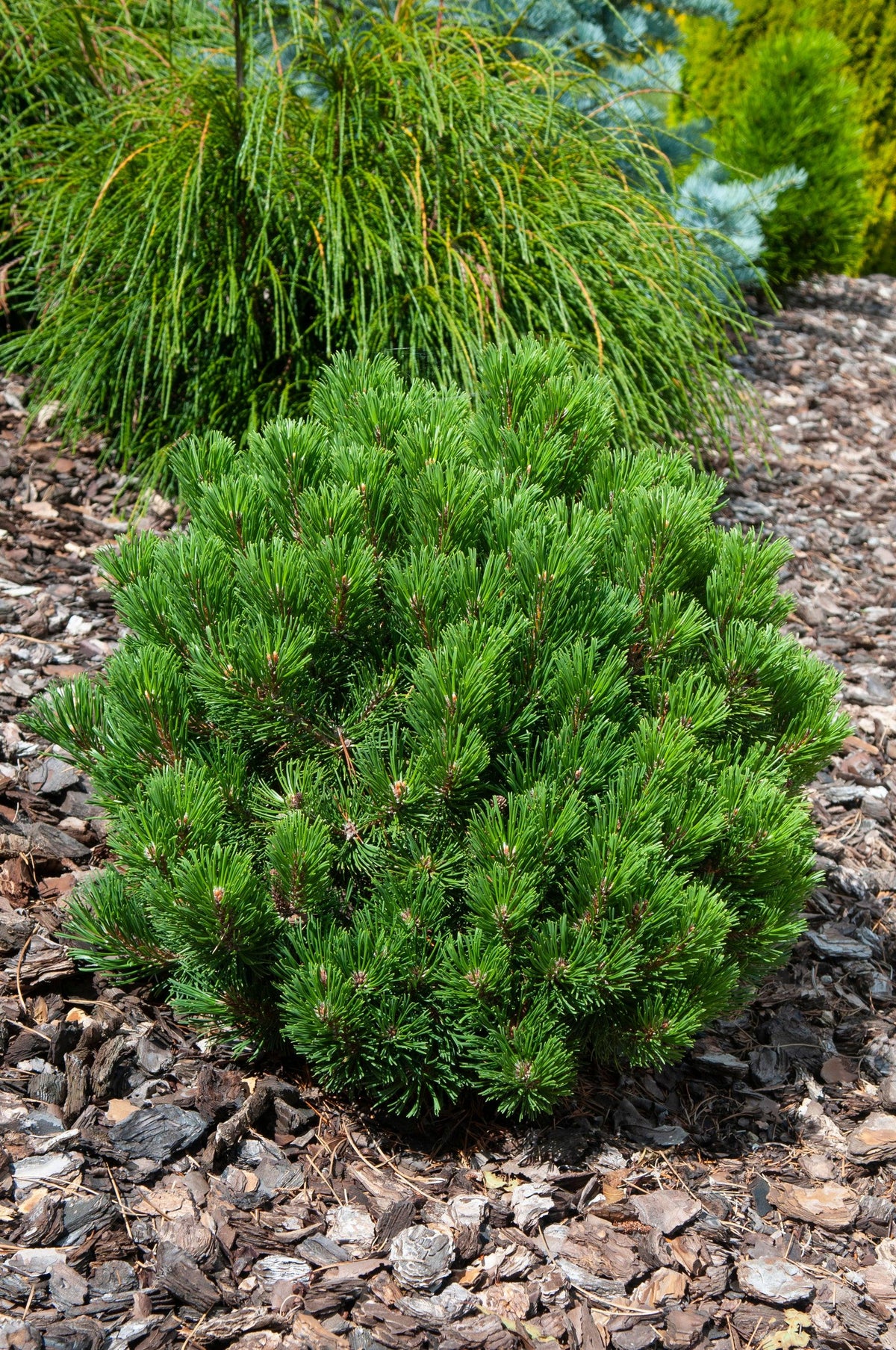 Pinus Mugo 'hesse' - View 9 from www redcrocus com